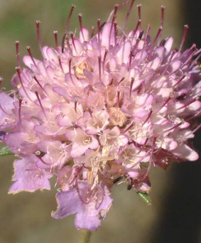 Fotografia de capa Scabiosa atropurpurea - do Jardim Botânico