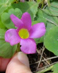 Fotografia da espécie Oxalis purpurea