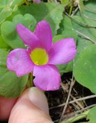 Oxalis purpurea