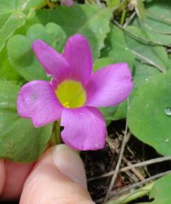 Fotografia da espécie Oxalis purpurea