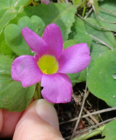 Fotografia de capa Oxalis purpurea - do Jardim Botânico