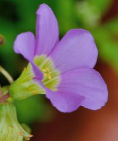 Fotografia da espécie Oxalis latifolia