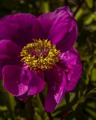 Fotografia da espécie Paeonia broteri