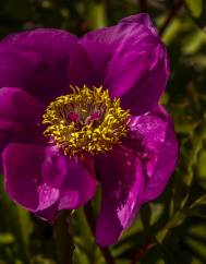 Paeonia broteri