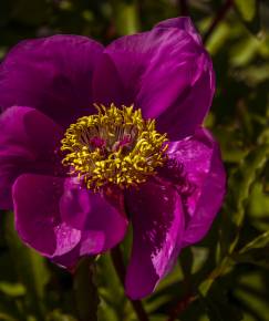 Fotografia da espécie Paeonia broteri