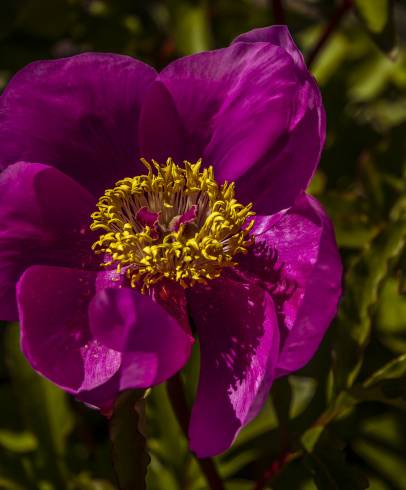 Fotografia de capa Paeonia broteri - do Jardim Botânico