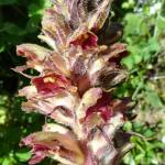 Fotografia 4 da espécie Orobanche gracilis do Jardim Botânico UTAD