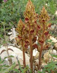 Orobanche gracilis