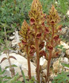 Fotografia da espécie Orobanche gracilis