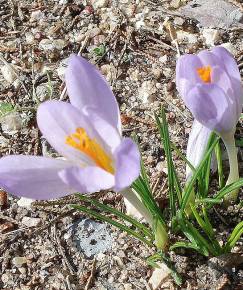 Fotografia da espécie Crocus serotinus