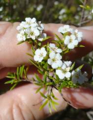 Diosma hirsuta