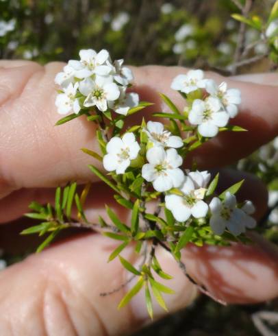 Fotografia de capa Diosma hirsuta - do Jardim Botânico