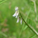 Fotografia 3 da espécie Vicia hirsuta do Jardim Botânico UTAD