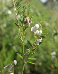 Vicia hirsuta