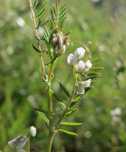 Fotografia de capa Vicia hirsuta - do Jardim Botânico