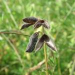 Fotografia 8 da espécie Vicia hirsuta do Jardim Botânico UTAD