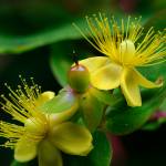 Fotografia 11 da espécie Hypericum androsaemum do Jardim Botânico UTAD