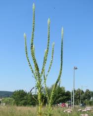 Fotografia da espécie Reseda luteola