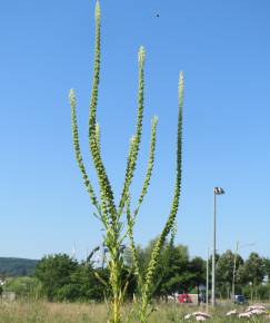 Fotografia da espécie Reseda luteola