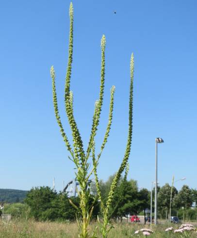 Fotografia de capa Reseda luteola - do Jardim Botânico