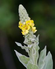 Fotografia da espécie Verbascum thapsus subesp. thapsus