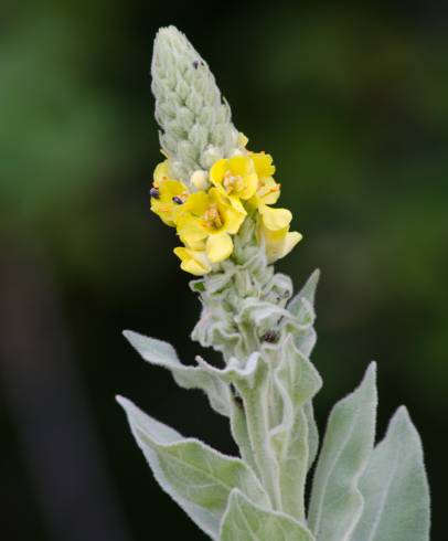 Fotografia de capa Verbascum thapsus subesp. thapsus - do Jardim Botânico