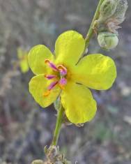 Fotografia da espécie Verbascum sinuatum var. sinuatum