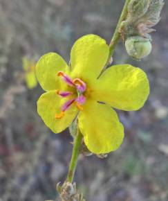 Fotografia da espécie Verbascum sinuatum