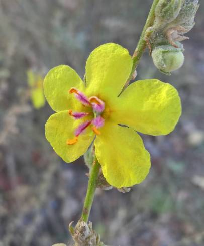 Fotografia de capa Verbascum sinuatum var. sinuatum - do Jardim Botânico