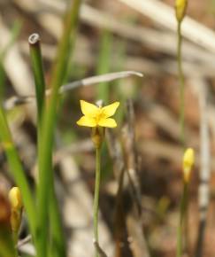 Fotografia da espécie Cicendia filiformis