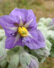 Fotografia da espécie Solanum mauritianum