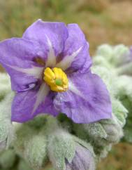 Solanum mauritianum