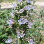 Fotografia 4 da espécie Echium lusitanicum subesp. lusitanicum do Jardim Botânico UTAD