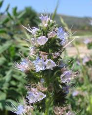 Fotografia da espécie Echium lusitanicum subesp. lusitanicum