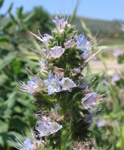 Fotografia de capa Echium lusitanicum subesp. lusitanicum - do Jardim Botânico