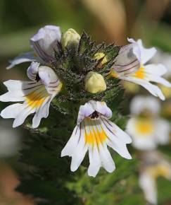 Fotografia da espécie Euphrasia minima