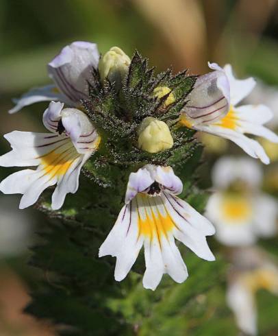 Fotografia de capa Euphrasia minima - do Jardim Botânico