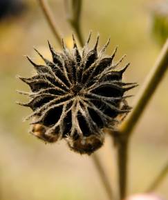 Fotografia da espécie Abutilon theophrasti