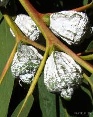 Fotografia da espécie Eucalyptus globulus