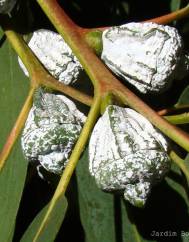 Eucalyptus globulus