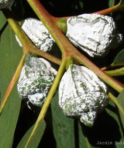 Fotografia da espécie Eucalyptus globulus