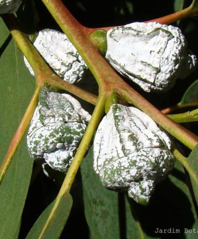 Fotografia de capa Eucalyptus globulus - do Jardim Botânico