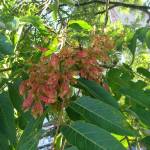 Fotografia 5 da espécie Ailanthus altissima do Jardim Botânico UTAD