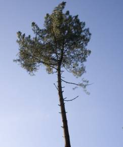 Fotografia da espécie Pinus pinaster