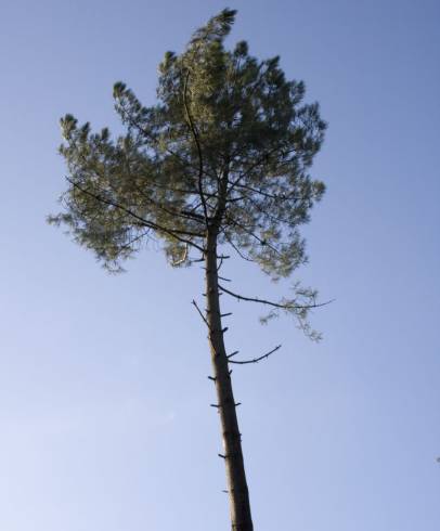 Fotografia de capa Pinus pinaster - do Jardim Botânico