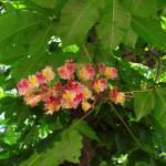 Fotografia 12 da espécie Aesculus X carnea do Jardim Botânico UTAD