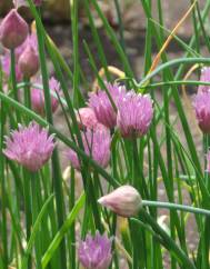 Allium schoenoprasum