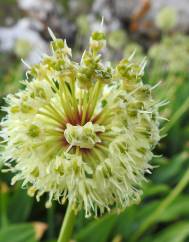 Allium victorialis