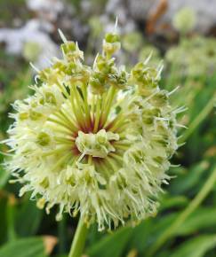 Fotografia da espécie Allium victorialis
