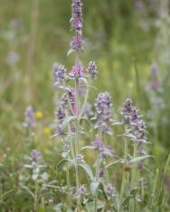 Fotografia da espécie Stachys germanica